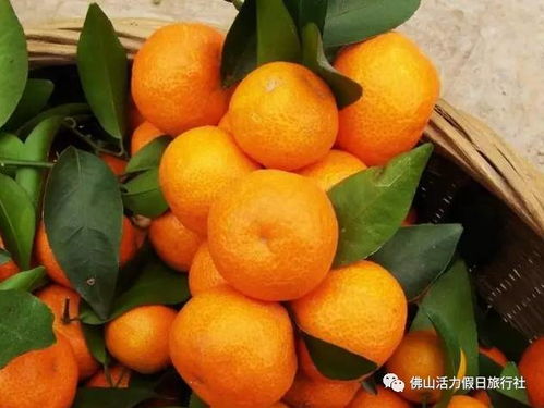 别墅界的兰博基尼——增城锦绣香江温泉欧式别墅，仅三期498元纯玩两天