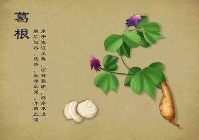 春暖花开，送你一纸手绘中草药图谱~