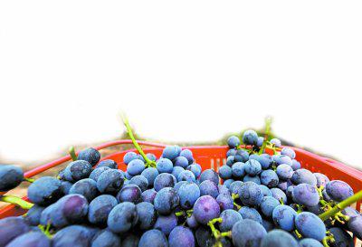 让绿色优质农产品产得出更卖得好——初级农产品的可持续发展之路