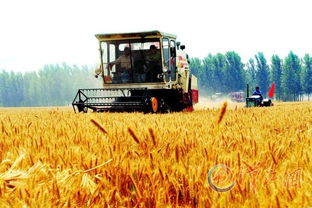 谷城农业70年巨变 产值增长182.9倍的背后与中药产业融合之路